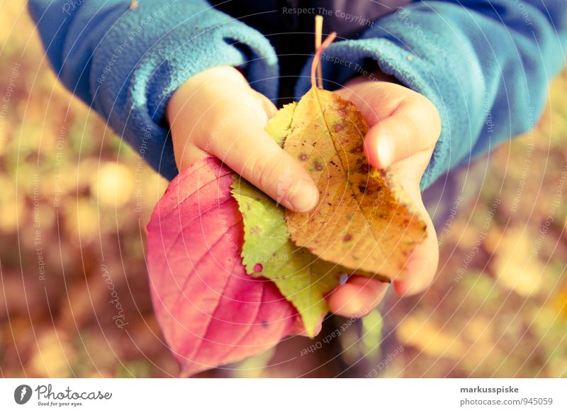 herbst in der kita Spielen Kindererziehung Bildung Kindergarten Blatt herbstlich Herbst mehrfarbig festhalten haltend lernen maskulin Kleinkind Kindheit Arme