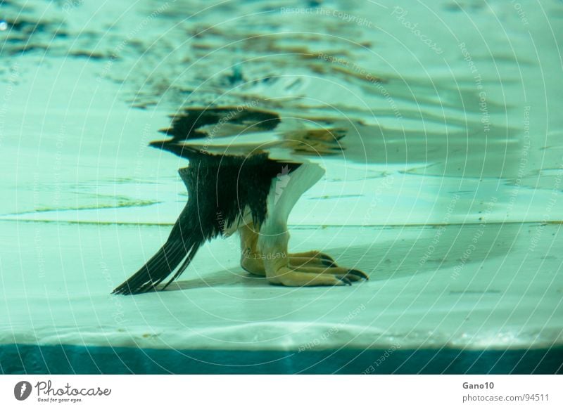 Pinguinitis Tier Zoo kalt Vogel animal penguin water underwater Unterwasseraufnahme