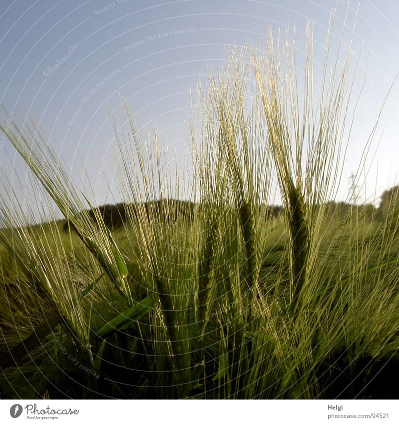 Gerste Feld Bauernhof Landwirtschaft Halm Gegenlicht Hügel Strommast grün zart Pflanze Frühling Getreide Korn Schatten Sonne Himmel Abend blau Gerstensaft