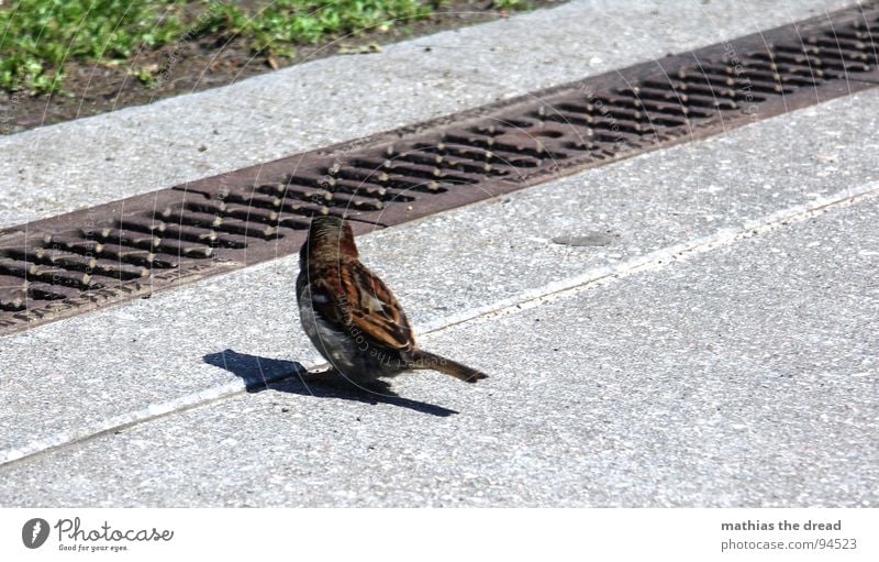 ... warten ... Wiese Gras Grünfläche Beton hart kalt grau Wasserrinne Rinnstein Abfluss parallel Vogel klein Tier Wegsehen zierlich Rasen Maserung Natur Linie