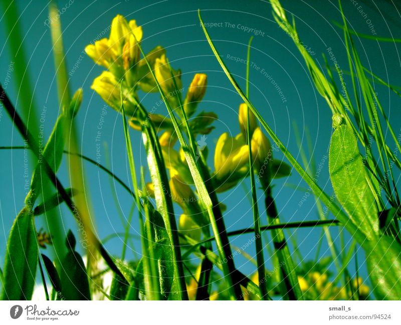 Sunday flowers gelb springen Natur Makroaufnahme Pflanze blue sun light fun grass grassland meadow pasture plants blossoms