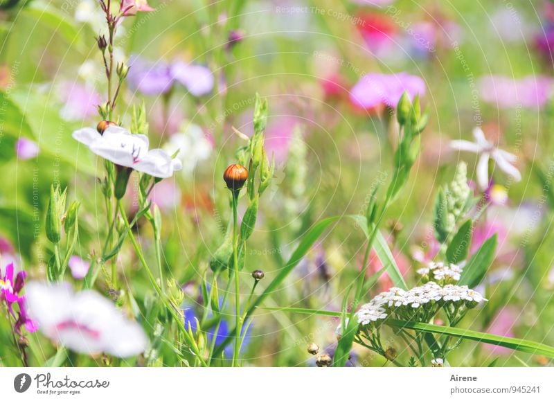 verletzlich Blumenwiese Gras Wiese Blühend hell mehrfarbig grün rosa weiß hellgrün zart zartes Grün lieblich sommerlich Garten Natur natürlich Sonnenlicht