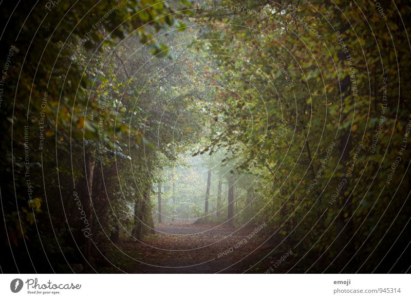 vor dem Schnee Umwelt Natur Landschaft Herbst Nebel Wald natürlich grün Farbfoto Außenaufnahme Menschenleer Dämmerung Schwache Tiefenschärfe Weitwinkel