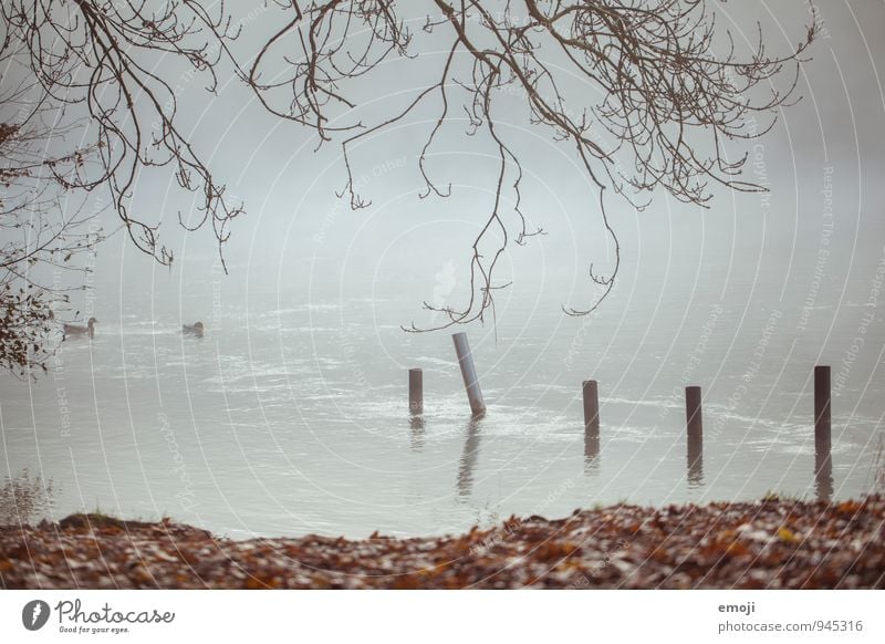 Herbst Umwelt Natur Landschaft schlechtes Wetter Nebel See natürlich grau Farbfoto Gedeckte Farben Außenaufnahme Menschenleer Tag Schwache Tiefenschärfe