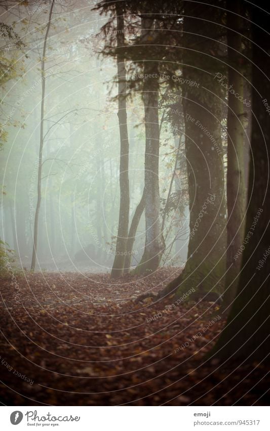 Wald Umwelt Natur Landschaft Herbst schlechtes Wetter Nebel Pflanze Baum dunkel natürlich Farbfoto Außenaufnahme Menschenleer Dämmerung Schwache Tiefenschärfe