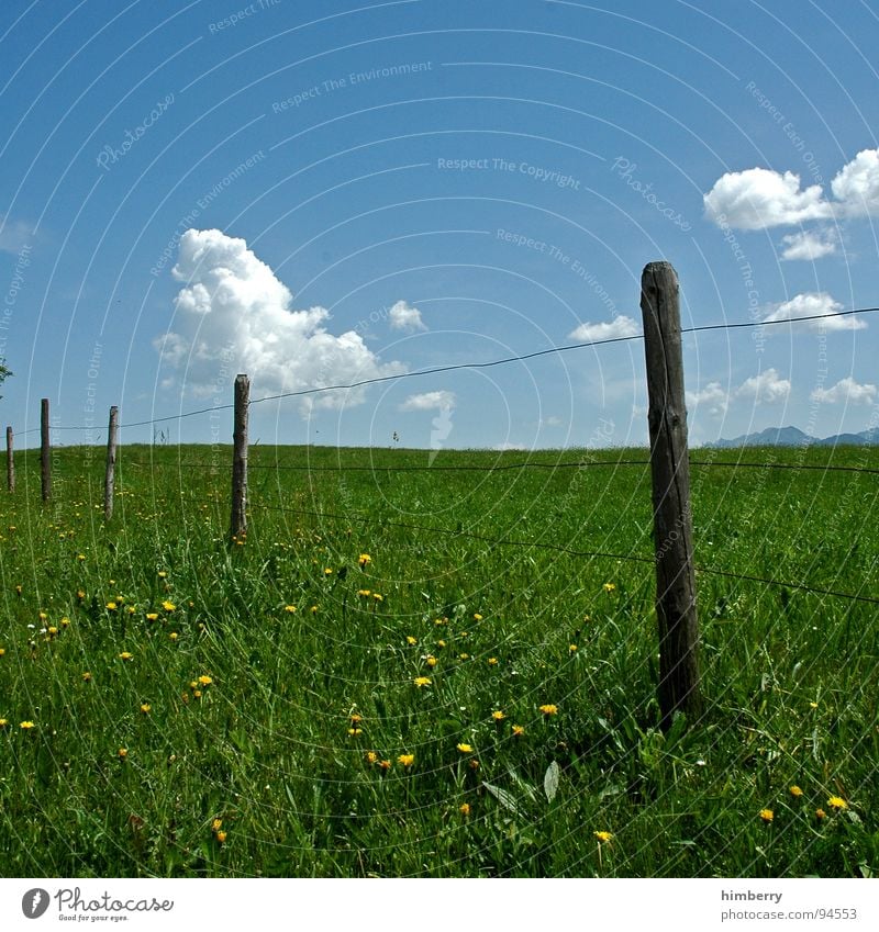 fency grassland Gras Wiese Zaun Wolken Blume Blüte Sommer Allgäu Hügel Himmel Barriere Berge u. Gebirge Weide Natur Landschaft Pfosten sky clouds countryside