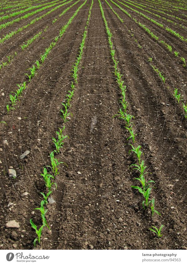 Fluchtpunkt Feld braun gepflügt Frühling Kontrast Landwirtschaft Spuren Sommer Weizen Gerste Roggen Bauernhof Ernte Aussaat Saatgut Ferne einfach Symmetrie Halm