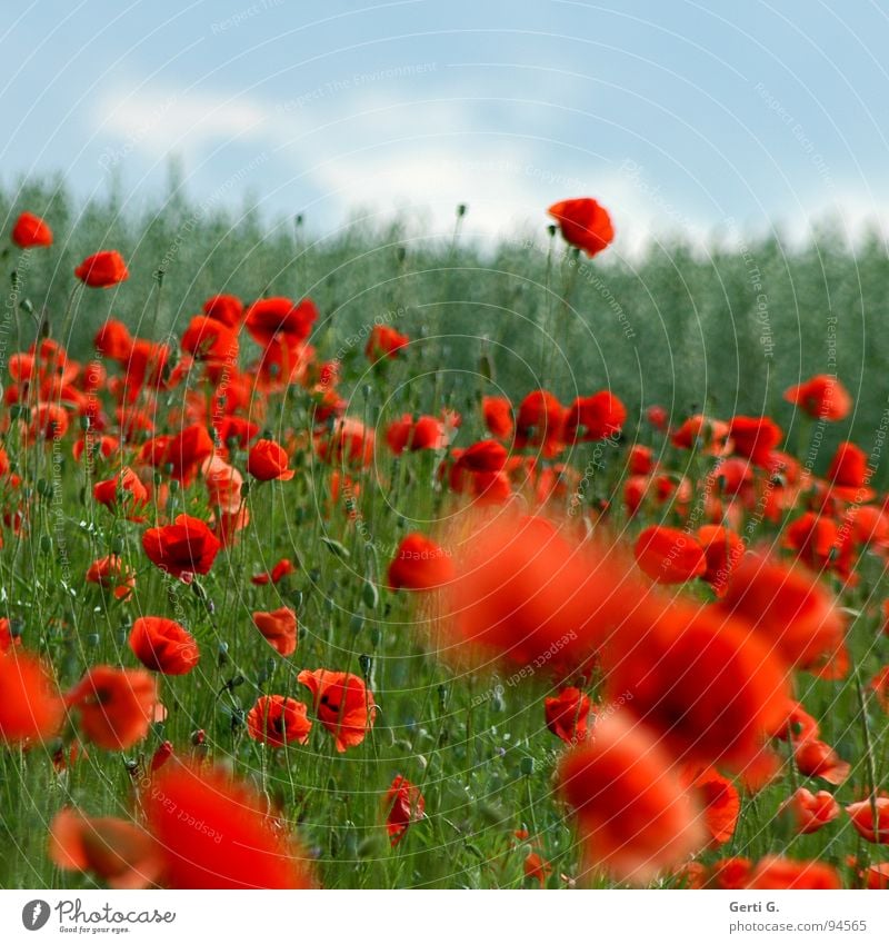 klatsch frisch fruchtig mehrere Klatschmohn rot zart stachelig offen grün mehrfarbig Blühend Sommer Blüte Grünpflanze Bewegungsunschärfe Mohnfeld knallig