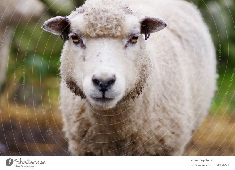 mäh! Tourismus Natur Tier Tiergesicht Fell Schaf 1 Blick bedrohlich Ohrringe Piercing Wolle Farbfoto Außenaufnahme Textfreiraum unten Starke Tiefenschärfe