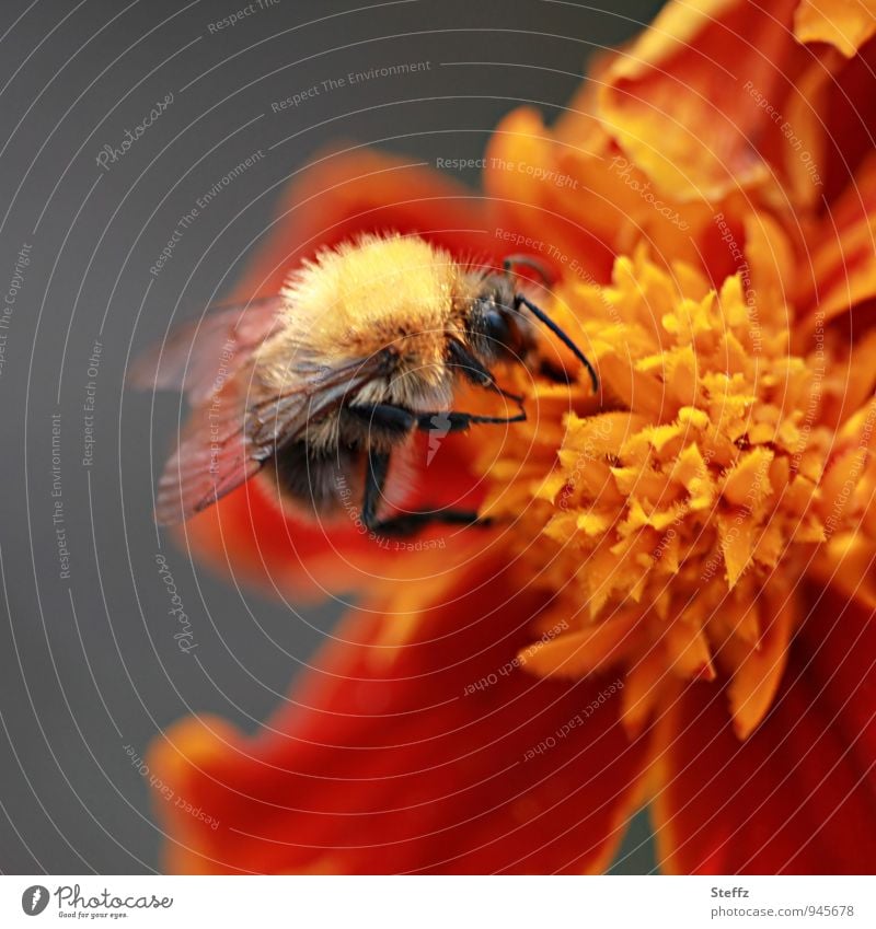 Hummel sammelt Nektar auf einer Tagetes an einem warmen Spätsommertag Bombus Nektar sammeln Studentenblume Nektarsammler letzte Sommertage Sommerende