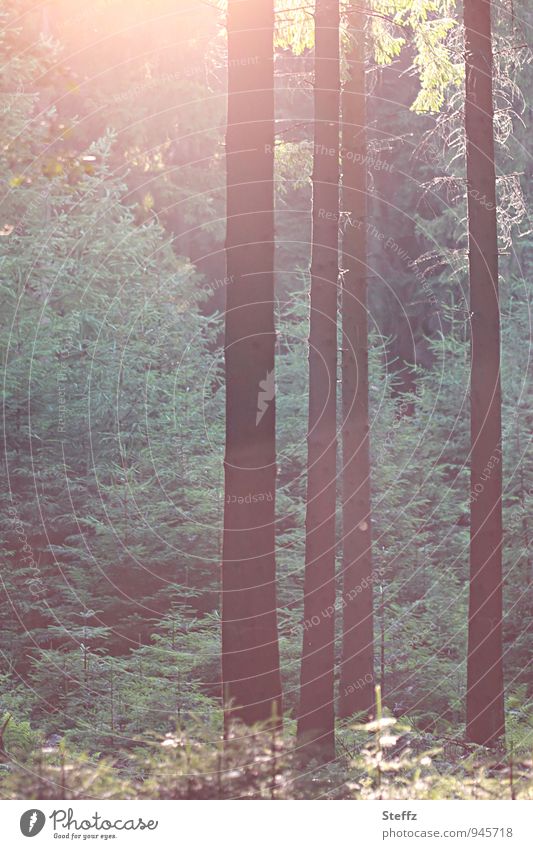 Lichteinfall im Nadelwald Waldbaden Sommerwald Lichtschimmer Stille im Wald Nadelbäume Naturerlebnis Ruhe im Wald besonderes Licht Bäume ruhig dunkelgrün