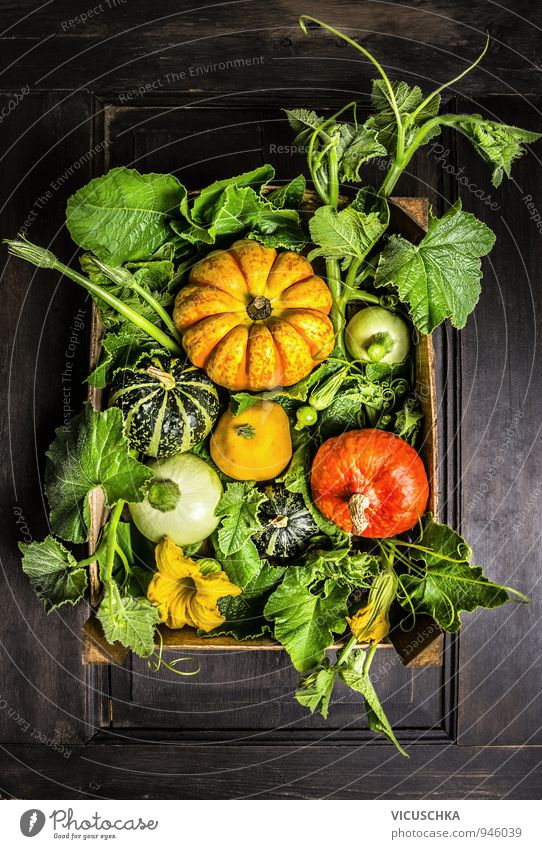 Kürbisse in Holzkiste mit Stengel, Blätter und Blumen Lebensmittel Gemüse Ernährung Bioprodukte Lifestyle Design Haus Garten Halloween Natur Pflanze Sommer