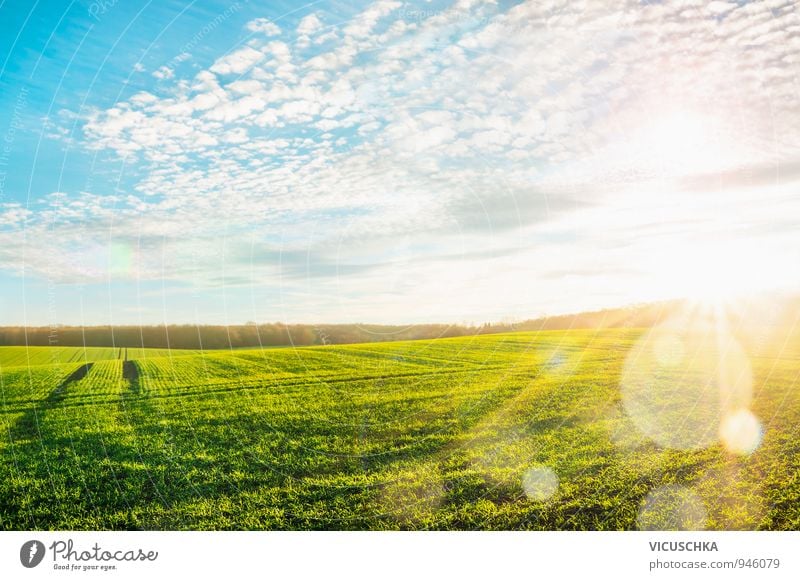 Morgen Landschaft mit grünen Feld in Sonnenstrahlen Sommer Umwelt Natur Pflanze Luft Himmel Wolken Horizont Sonnenaufgang Sonnenuntergang Sonnenlicht Wiese