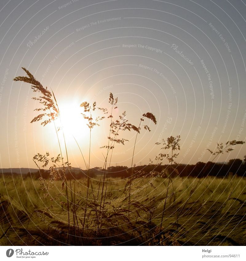 Gräser im Gegenlicht wachsen in einem Getreidefeld Gras Abendsonne Pflanze Gerste Feld Feldrand Wegrand Landwirtschaft Halm Stengel Blüte gelb grün braun