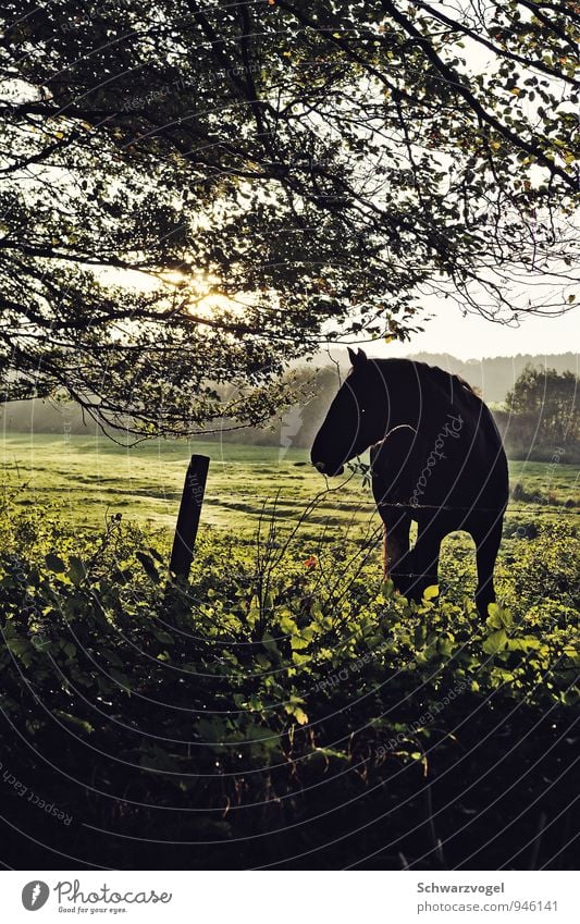 Fury Reiten Reitsport Umwelt Natur Landschaft Pflanze Tier Schönes Wetter Baum Gras Wiese Feld Haustier Nutztier Pferd 1 beobachten authentisch Freundlichkeit