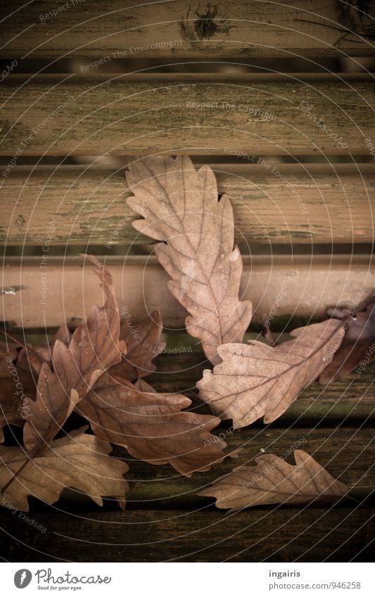 Unterm Eichenbaum Natur Herbst Pflanze Blatt herbstlich Herbstlaub Eichenblatt Garten Holz fallen liegen dehydrieren natürlich nerdig trist trocken braun grün