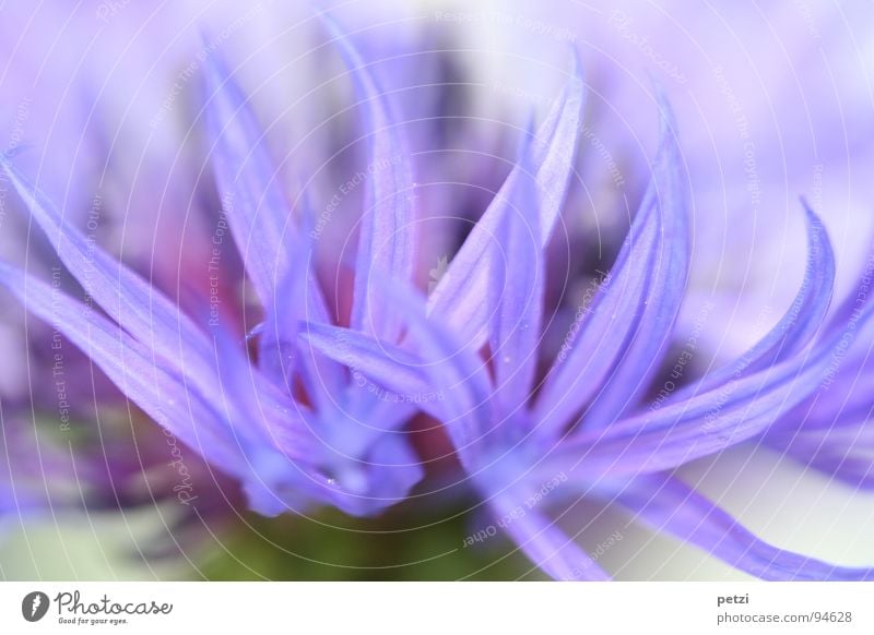 Blaue Strahlen Garten Pflanze Frühling Blume Blüte Streifen Spitze Kornblume Blütenblatt schmall Farbstreifen Farbfoto Außenaufnahme Makroaufnahme