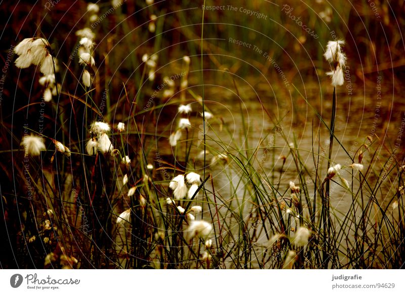 Gras grün Stengel Halm Ähren glänzend schön weich Rauschen Wiese zart beweglich sensibel federartig Pflanze Sommer Vergänglichkeit Pollen rispe rispen flimmer