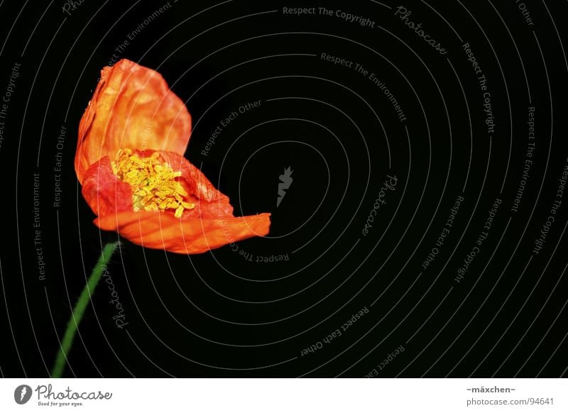 Poppy Mohn Blüte Stengel rot gelb grün Frühling Makroaufnahme Nahaufnahme orange red Blühend abnegern welk