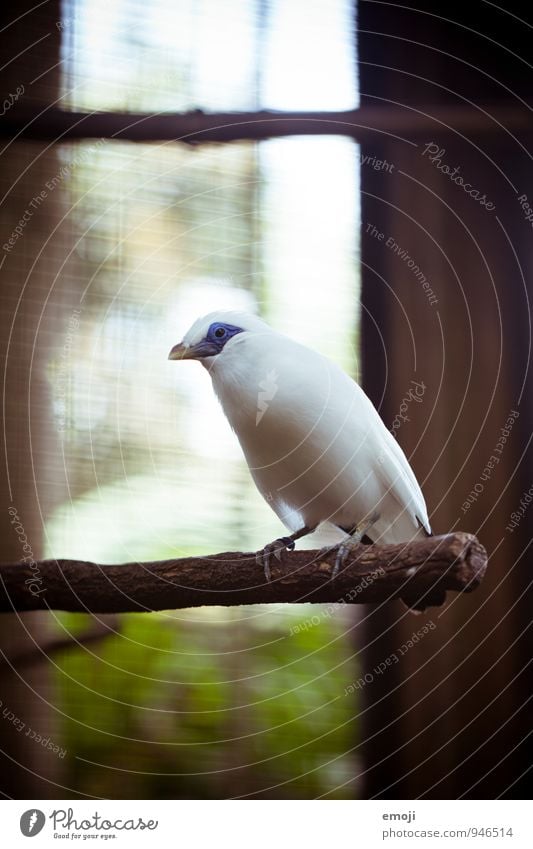 Piepmatz Tier Wildtier Vogel Flügel Zoo 1 schön weiß Farbfoto Außenaufnahme Nahaufnahme Tag Schwache Tiefenschärfe Tierporträt