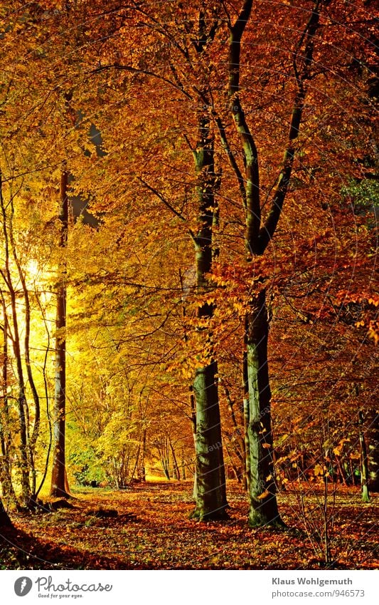 Rauschgold Fußballplatz Natur Landschaft Pflanze Herbst Baum Gras Blatt Grünpflanze Park Wald Salow Datzetal braun gelb rot schwarz Romantik Herbstlaub Farbfoto