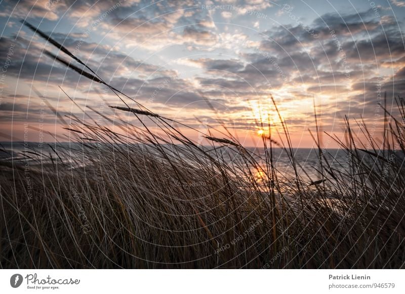 Amrum Wohlgefühl Zufriedenheit Sinnesorgane Erholung Tourismus Ausflug Ferne Freiheit Umwelt Natur Landschaft Pflanze Himmel Wolken Sonne Sonnenaufgang