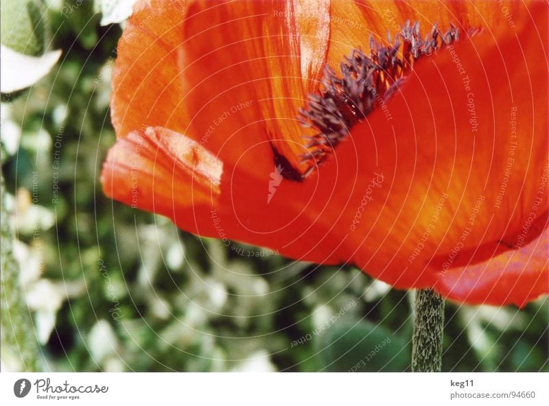 Mohn im Grünen Blume grün Gras Freizeit & Hobby rot nah schwarz mehrfarbig Sommer Wiese Makroaufnahme Nahaufnahme Garten Pflanze Natur Erholung Detailaufnahme