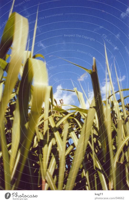 Gras im Blauen Blume grün Freizeit & Hobby nah Sommer Wiese Feld ruhig Wolken träumen Blüte Pflanze Tier Halm unten Himmel Garten Natur Erholung Detailaufnahme