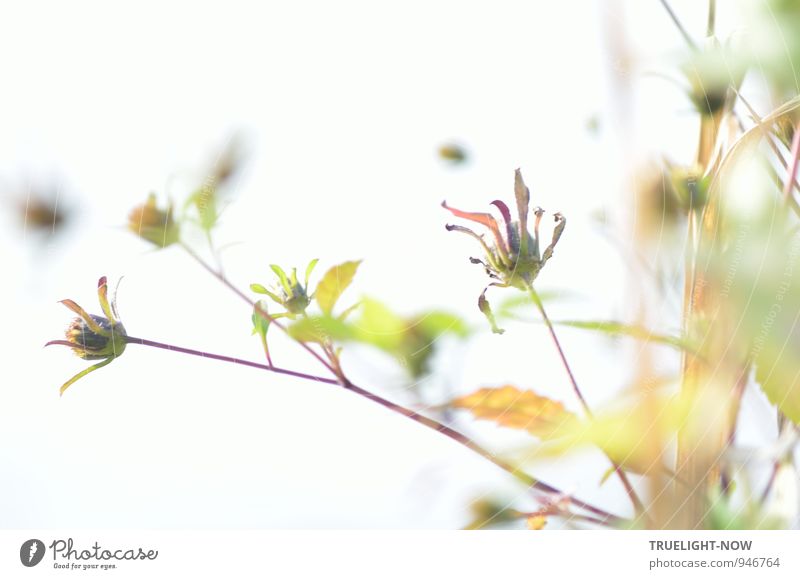 Auflösung... Natur Pflanze Sommer Nebel Blume Blatt Blüte Wildpflanze Seeufer Flussufer Havelsee Wasser alt leuchten Blick träumen verblüht dehydrieren hell