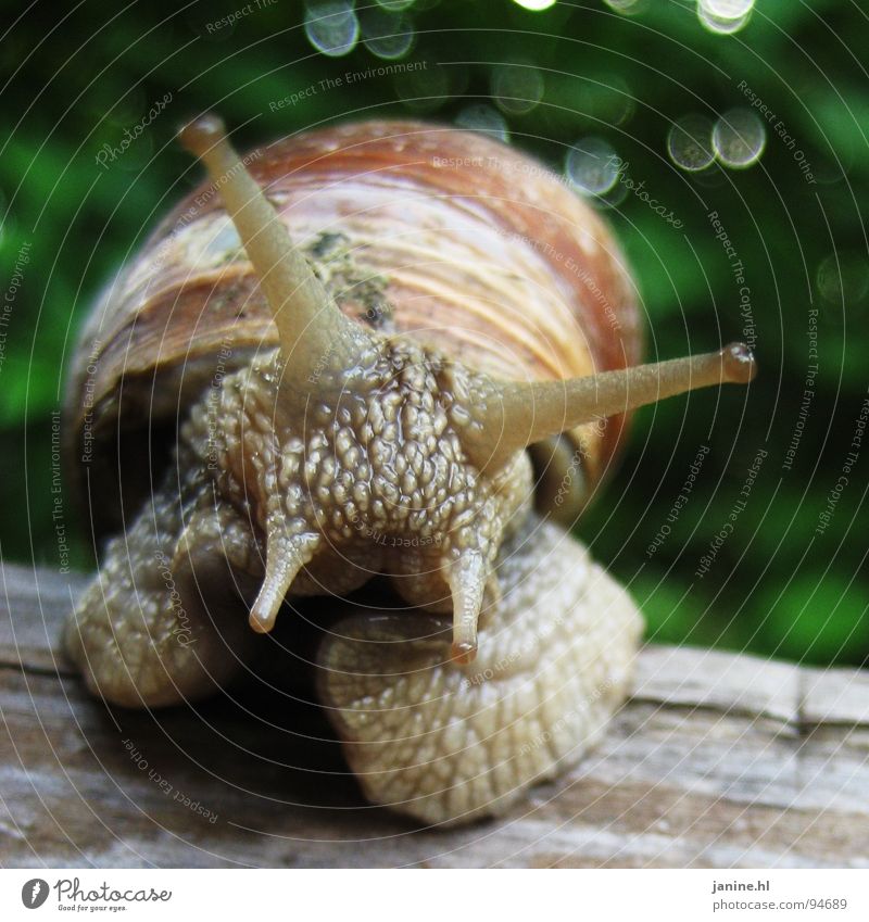 Weinbärschnecke Weinbergschnecken weich süß Ekel schleimig langsam grün braun frisch Sommer Herbst Tier Neugier interessant Fühler Naturliebe Geschwindigkeit