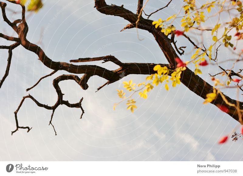 all those beautiful rosehips Natur Himmel Herbst Schönes Wetter Pflanze Baum Sträucher Grünpflanze Ast Zweige u. Äste Hagebutten Blatt eckig blau rot kahl