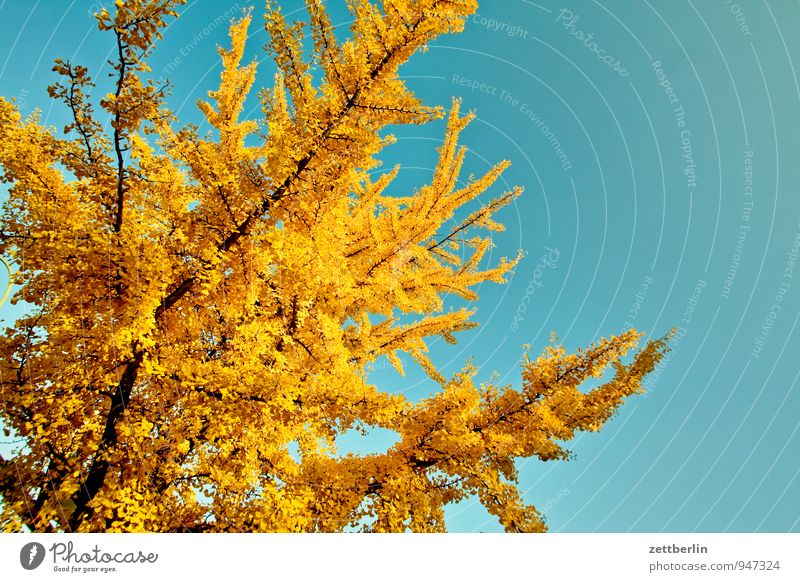 gingko biloba novembris Garten Herbst Herbstfärbung Herbstlaub Schrebergarten Kleingartenkolonie Baum Ginkgo Ast Zweig verzweigt Himmel Wolkenloser Himmel Sonne