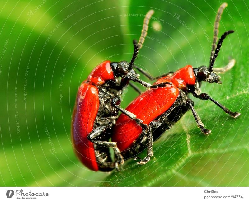 Lilienhähnchen_Lilioceris lilii_Vergnügen zu Zweit Verkehr Brunft Frühling rot grün schwarz Fortpflanzung Insekt Tier Lust spannen Makroaufnahme Nahaufnahme