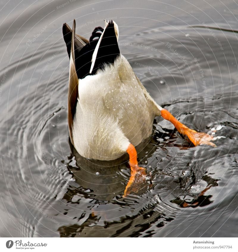 ...Schwänzchen in die Höh'. Körper Beine Natur Wasser Wassertropfen Teich Tier Wildtier Flügel Ente 1 Schwimmen & Baden tauchen orange schwarz weiß Metallfeder