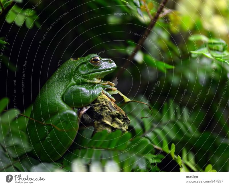 Sitzenbleiber Natur Pflanze Tier Moos Farn Menschenleer Frosch Tiergesicht 1 sitzen warten braun grün aufstützen Gelassenheit Farbfoto Tag Froschperspektive