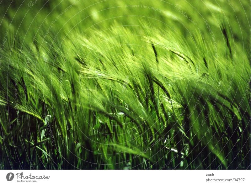 wogendes Weizenfeld Hafer Gerste Roggen Wellen taumeln grün Bewegung Luft Windzug Windböe Ähren Korn Futter Ernährung Gewöhnliche Schafgarbe Halm Stengel