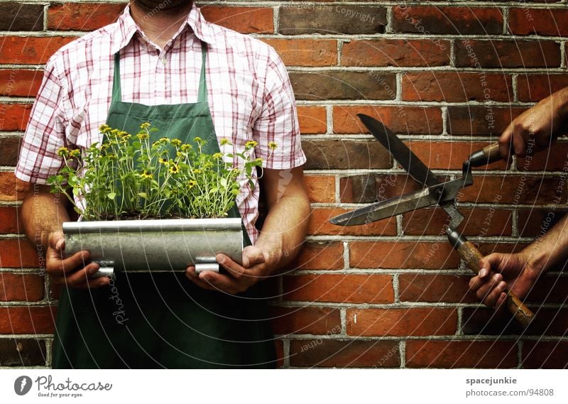 Cut my flowers! Mann Gärtner Blume Blüte Gärtnerei Heckenschere geschnitten lustig skurril Wand kopflos Schürze Grüner Daumen grün Sommer Freude Schere