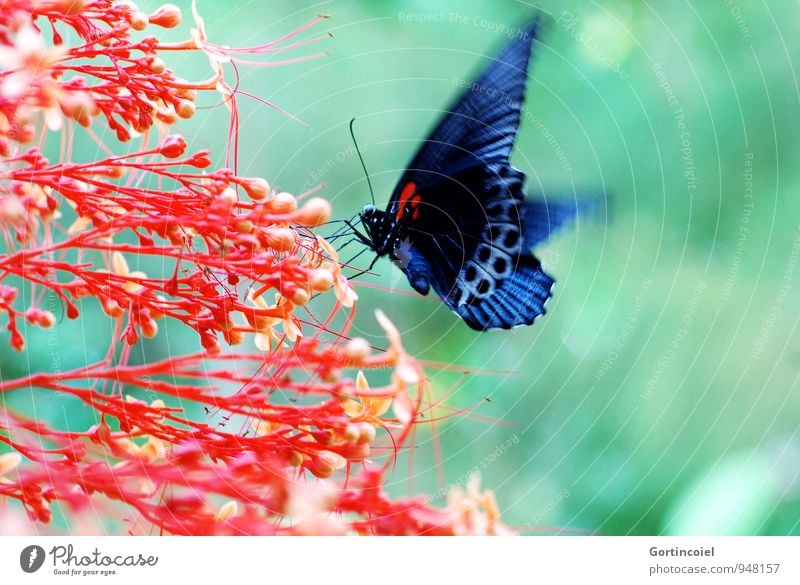 Bali Insect Natur Pflanze Tier Sommer Blume Blüte Urwald Schmetterling Flügel 1 frei schön blau grün rot schwarz Indonesien Insekt Edelfalter