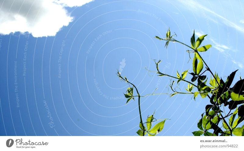 ganz nach oben. Wachstum Reifezeit Pflanze streben Wolken grün weiß Sträucher Baum Himmel Nährstoffe Garten Park hoch aufwärts blau sky sträuber Sonne high up