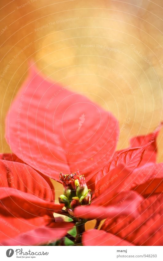 Weihnachtsstern Weihnachten & Advent Herbst Winter Pflanze Blatt Blüte Topfpflanze Blühend glänzend leuchten einfach Kitsch verrückt gold rot Gefühle Stimmung