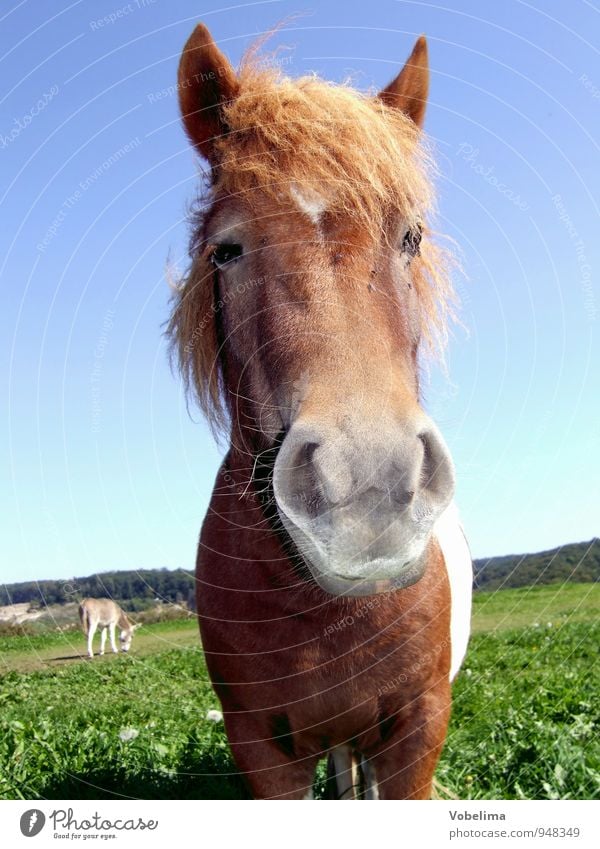 Pferd Tier Nutztier Tiergesicht 1 2 lustig blau braun grün weiß Farbfoto Außenaufnahme Tag Blick in die Kamera Blick nach vorn