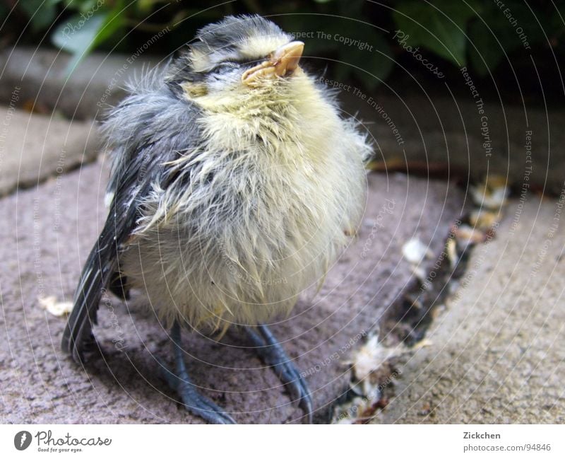 Piepmatz Vogel Tier Nest Küken Meisen Fink Dachrinne grau Schnabel Krallen Fellkugel Ei Garten Stein Natur Feder Tierjunges