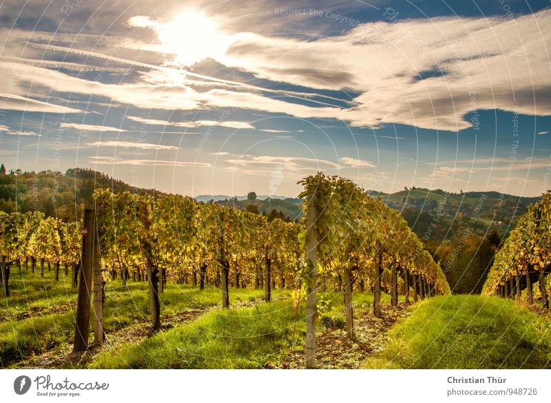 Herstnachmittag in den Weinbergen Lifestyle Ferien & Urlaub & Reisen Tourismus Ausflug Ferne Berge u. Gebirge wandern Umwelt Natur Landschaft Pflanze Himmel