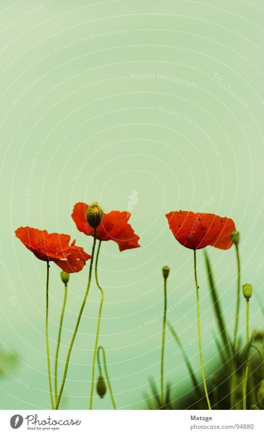 Mado-Mohn grün Wiese Blume Blüte rot Kalkmagerwiese Klatschmohn Mai Samen Himmel blau organgerot Ökologische Ausgleichsfläche Madostyle Sommer