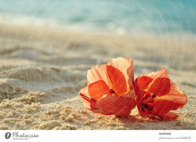 two flowers on the beach exotisch Erholung Ferien & Urlaub & Reisen Tourismus Sommer Strand Meer Natur Landschaft Pflanze Sand Wasser Blume Blüte rot türkis 2