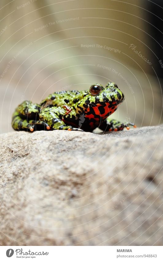 Fire-bellied Toad sitting on a stone Stil Natur Tier Wasser Teich See Frosch Stein sitzen Ekel nass grau grün rot schwarz Amphibie Asien Auge Europa Feuerkröte