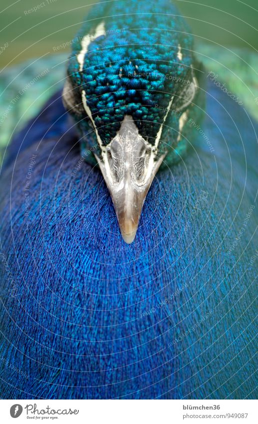 Erstmal ein kleines Nickerchen... Tier Wildtier Vogel Tiergesicht Pfau Pfauenfeder Federvieh Hühnervögel Kopf Schnabel Auge schlafen ästhetisch elegant exotisch