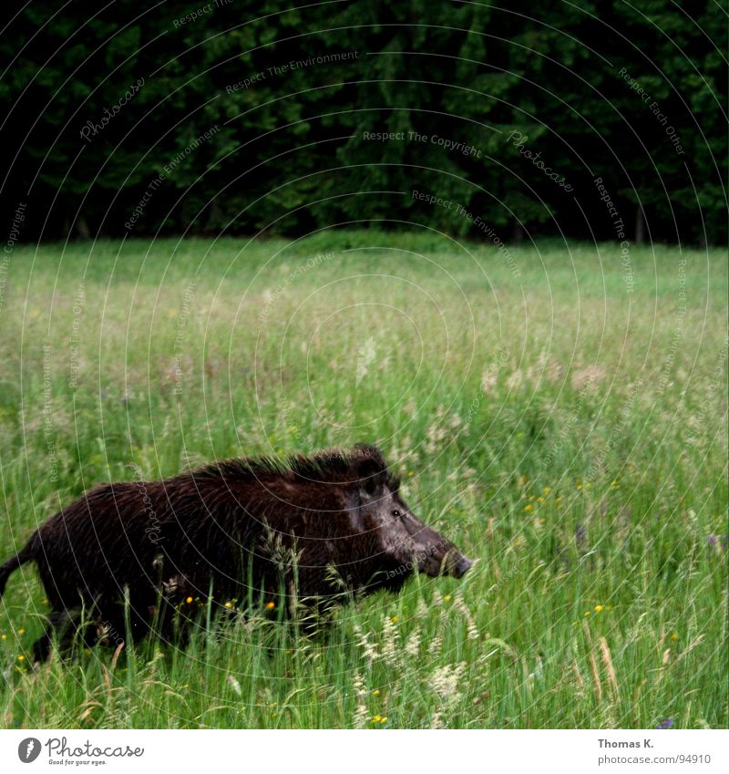 Rasende Wildsau Sau Wildschwein Schwein links Wald Gras Wiese Jäger Keiler grün Stengel Halm Ähren glänzend schön weich Rauschen zart beweglich sensibel