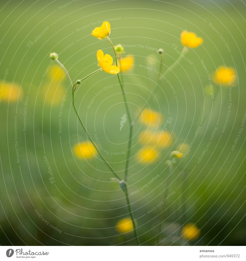 buttercups Natur Pflanze Sommer Klima Gras Sträucher Blüte Grünpflanze Wildpflanze Garten Park Wiese Feld leuchten Wachstum natürlich gelb grün Buttercup