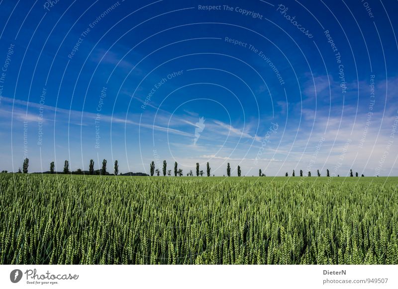 Blau & Grün Umwelt Natur Landschaft Himmel Wolken Pflanze Baum Nutzpflanze Feld blau grün weiß Sachsen Schweiz Sommer Getreide Getreidefeld Farbfoto